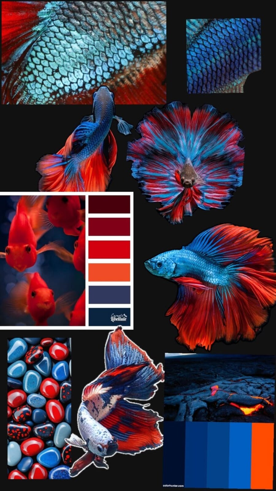 Betta Fish colorway mood board — red and blue scale detail and palette